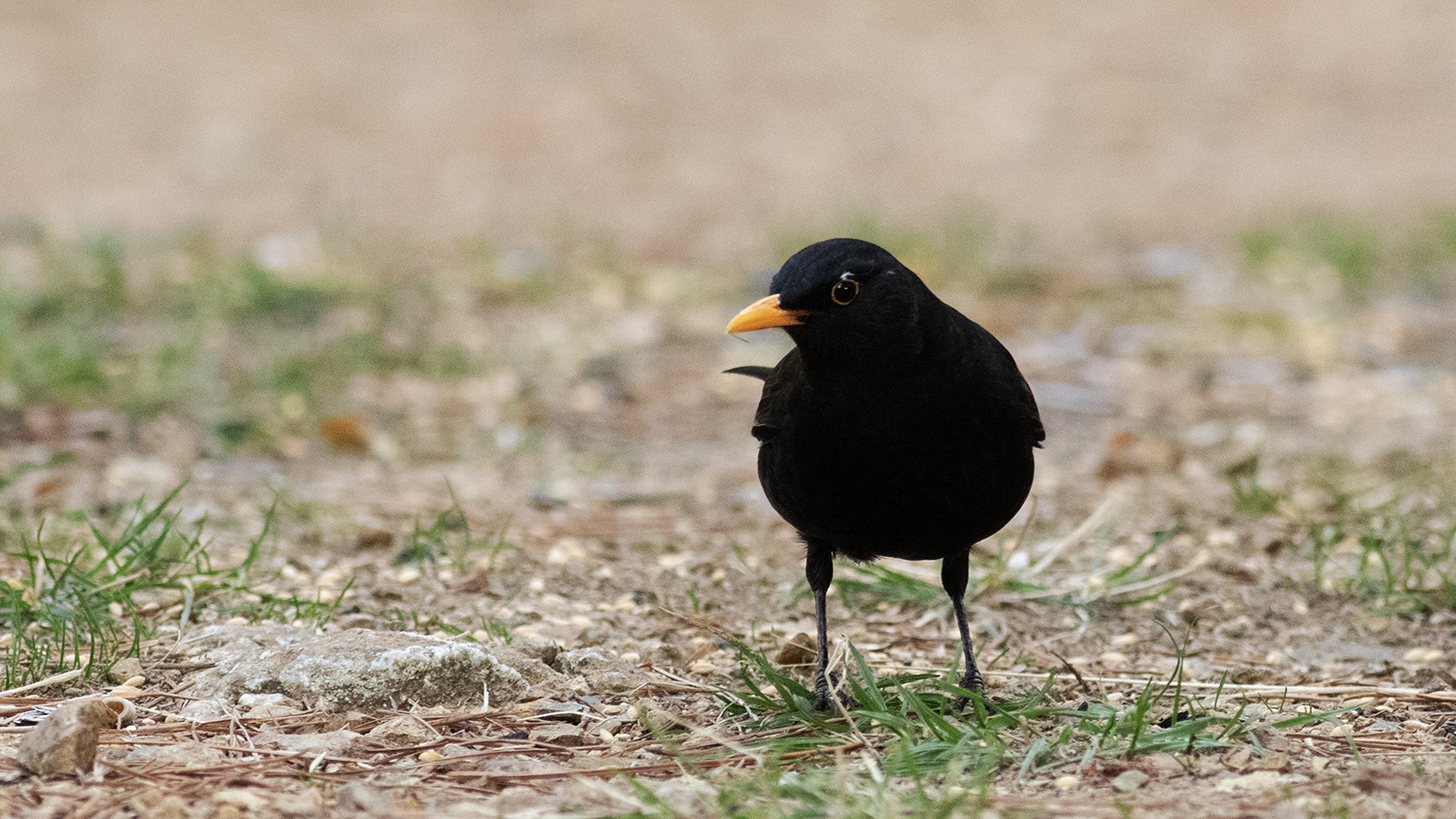 Eurasian Blackbird
